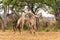 Giraffe males fighting in Kruger National Park