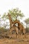 Giraffe males fighting in Kruger National Park