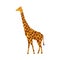 Giraffe mammal vector icon side view. Animal character cute brown safari symbol. Africa yellow herbivore