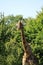 Giraffe - Marwell Zoo