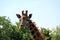 Giraffe - Marwell Zoo