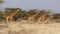 Giraffe masai mara