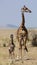 Giraffe masai mara