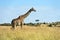 Giraffe Masai Mara