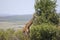 Giraffe - Masai Mara - Kenya