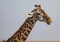 Giraffe, Masai race