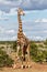 Giraffe in Mashatu Game Reserve