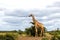 Giraffe in Mashatu Game Reserve