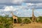 Giraffe  in Mashatu Game Reserve i