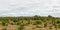 Giraffe  in Mashatu Game Reserve i