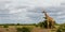 Giraffe  in Mashatu Game Reserve i