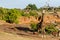 Giraffe  in Mashatu Game Reserve i