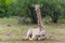 Giraffe in Mashatu Game Reserve in the Tuli Block in Botswana