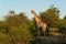 Giraffe in Mashatu Game Reserve in the Tuli Block in Botswana