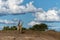 Giraffe in Mashatu Game Reserve in the Tuli Block in Botswana