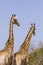 Giraffe mating in kruger park