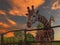 Giraffe meets dramatic sunset in the Zoo, Hungary