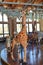 Giraffe merry-go-round ride in Albany, Oregon