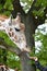 The giraffe mesh Giraffa camelopardalis reticulata Linnaeus takes carrots from a children`s hand