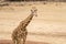 Giraffe at Monarto Safari Park, South Australia