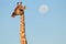 Giraffe and Moon portrait from Africa, Unique and Rare