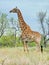 Giraffe on a morning game drive safari