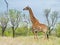 Giraffe on a morning game drive safari