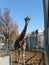 Giraffe at the Moscow Zoo. Tall healthy animal with spotty hair. A giraffe stands and looks at the visitors. Order artiodactyls,