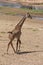 Giraffe ,most beautfully creature which attracts most tourist at ruaha national park