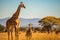 Giraffe mother and baby in grassland savanna day time, tallest animal in the world. Generative AI