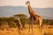 Giraffe mother and baby in grassland savanna day time, tallest animal in the world. Generative AI