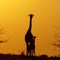 Giraffe mother and baby in Mashatu Game Reserve