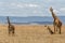 Giraffe mother with calf standing on the plains of the Masai Mara National Reserve