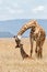 Giraffe mother with calf standing on the plains of the Masai Mara National Reserve