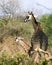 Giraffe mother and child