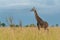 Giraffe Murchinson Falls National Park, Uganda.