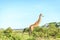 Giraffe in Nairobi National Park, Kenya