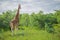 Giraffe in the Nakuru national park (Kenya)