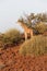 Giraffe in Namib