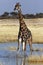 Giraffe - Namibia