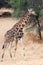 Giraffe namibia