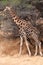 Giraffe namibia