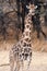 Giraffe namibia