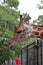 A Giraffe at the Naples Zoo