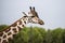 Giraffe in a national park.