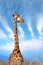 Giraffe in National park of Kenya