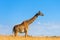 Giraffe in National park of Kenya