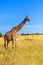 Giraffe in National park of Kenya