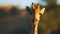 Giraffe in National park landscape grasslands