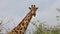 Giraffe in National park landscape grasslands